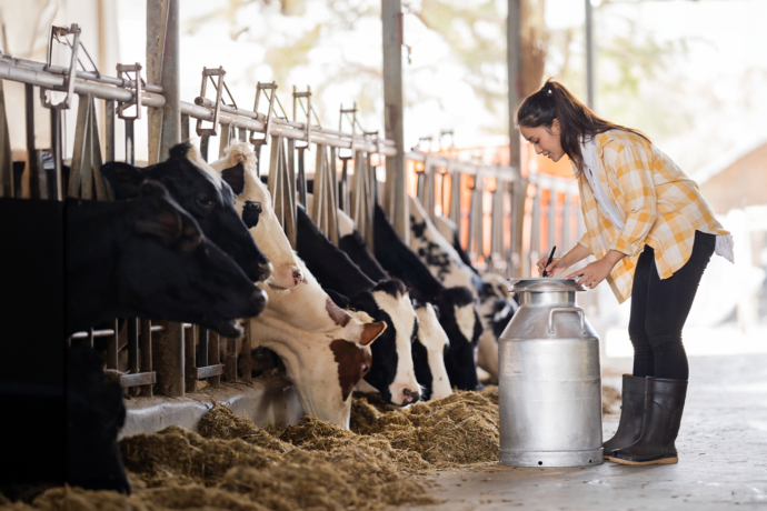 Lactovit: gado leiteiro mais produtivo
