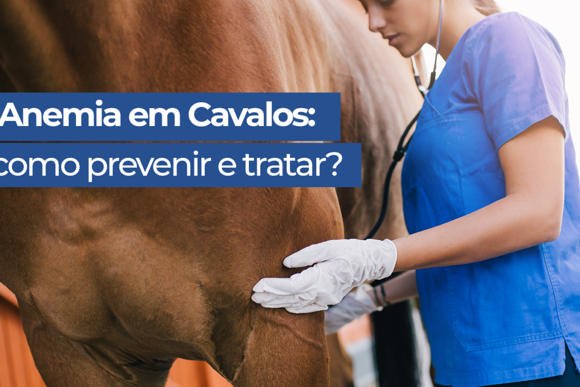 Anemia em equinos: como prevenir e tratar?