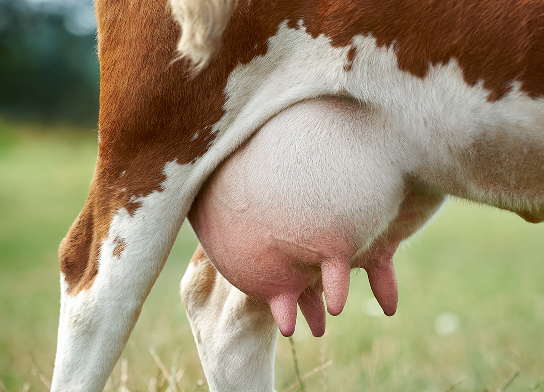 Pós-parto de vacas leiteiras: 4 cuidados essenciais.