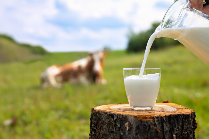 Cuidados com a produção leiteira: conheça a biosseguridade.