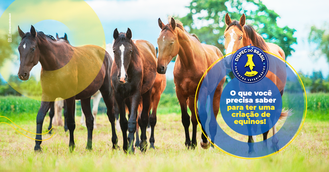 Carne de cavalo, podemos consumir no Brasil? - Blog Premix