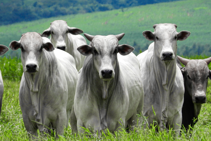 Bovitam em pó: premix vitamínico mineral com aminoácidos e probióticos ideal para bovinos de corte!